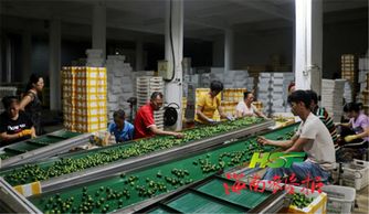 东昌农场公司多渠道拓市，农产品畅销迎来新局面