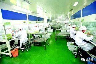 辛口镇食品深加工企业引领农业增效之路