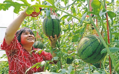 一季度陕西农产品出口额同比增长51.9% 特色农业迈向国际舞台