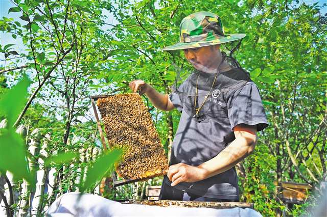 酉阳800 助推山地特色产业提质增效